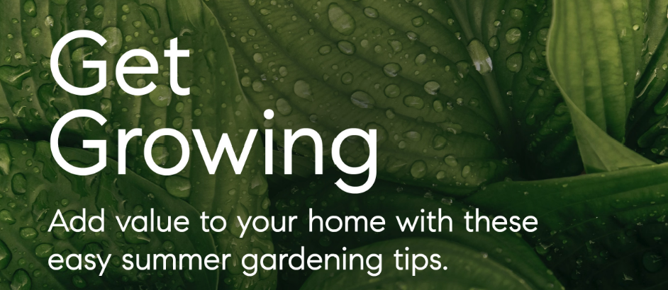 summer gardening tips