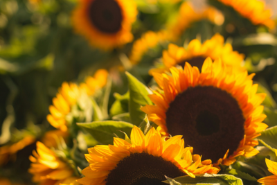 sunflowers-summer adventures await